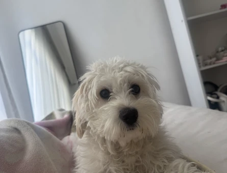 Maltese terrier sahiplendirme - 9816