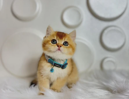 Mükemmel Güzellik British Shorthair Golden Dişi - 9815