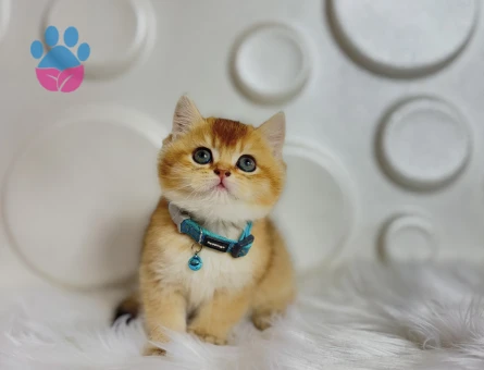 Mükemmel Güzellik British Shorthair Golden Dişi - 9815 - Görsel 3