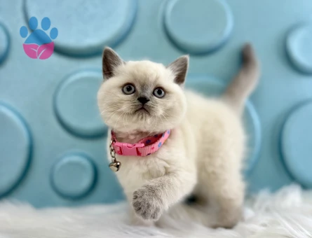 Koca Kafa British Shorthair Dişi Yavrumuz - 9817 - Görsel 2