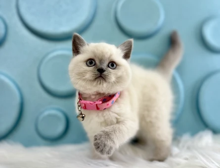 Koca Kafa British Shorthair Dişi Yavrumuz - 9817