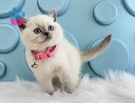 Koca Kafa British Shorthair Dişi Yavrumuz - 9817 - Görsel 3
