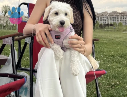 Maltese terrier sahiplendirme - 9816 - Görsel 3