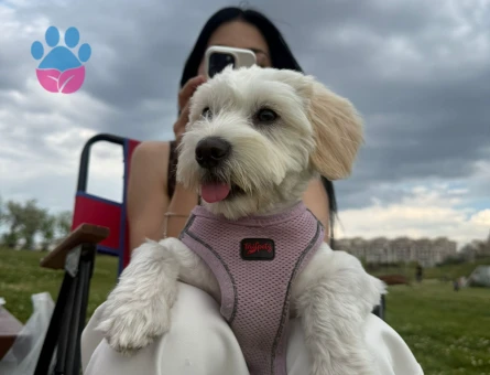 Maltese terrier sahiplendirme - 9816 - Görsel 4