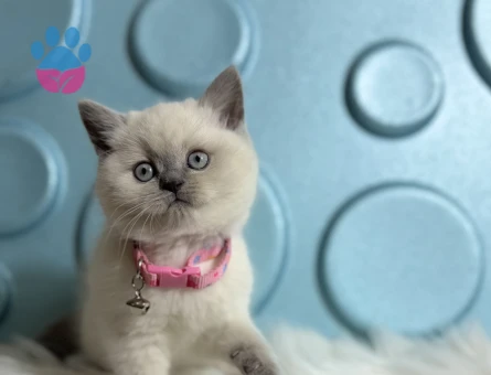 Tatlılık Abidesi British Shorthair Point Dişi - 9818 - Görsel 2