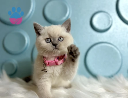 Tatlılık Abidesi British Shorthair Point Dişi - 9818 - Görsel 3