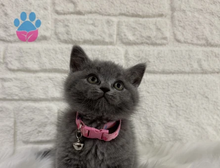 Safkan Irk British Shorthair Gri - 9819 - Görsel 2