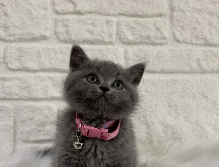 Safkan Irk British Shorthair Gri - 9819