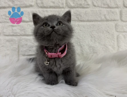 Safkan Irk British Shorthair Gri - 9819 - Görsel 3