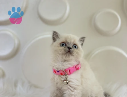 Mükemmel Gen Aktarımı British Shorthair Dişi Yavrumuz - 9820 - Görsel 2