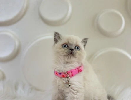 Mükemmel Gen Aktarımı British Shorthair Dişi Yavrumuz - 9820