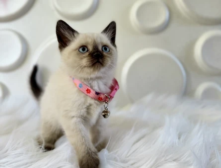 British Shorthair Çikolata Dişi Bebeğimiz - 9821