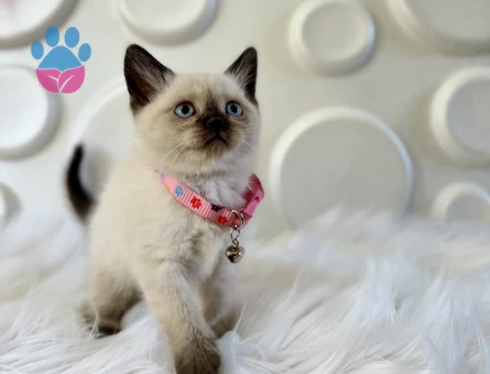 British Shorthair Çikolata Dişi Bebeğimiz - 9821 - Görsel 3