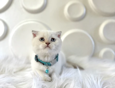 British Shorthair Blue Point Bebeğimiz - 9822