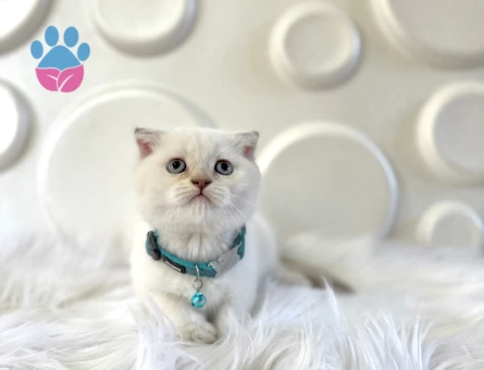 British Shorthair Blue Point Bebeğimiz - 9822 - Görsel 3