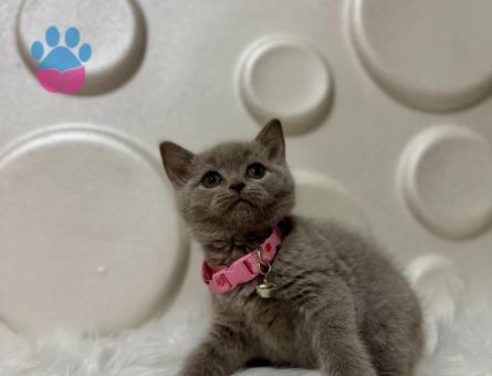 Lilac British Shorthair Dişi Bebeğimiz - 9823 - Görsel 2