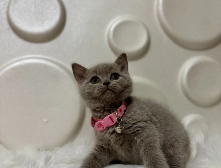 Lilac British Shorthair Dişi Bebeğimiz - 9823