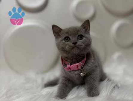 Lilac British Shorthair Dişi Bebeğimiz - 9823 - Görsel 3