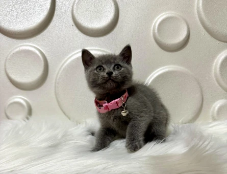 Gri British Shorthair Yavrumuz 2 Aylık - 9824