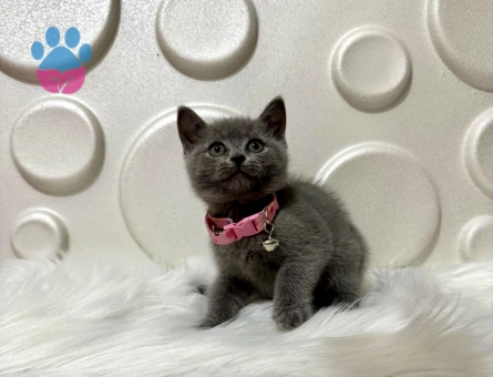 Gri British Shorthair Yavrumuz 2 Aylık - 9824 - Görsel 3