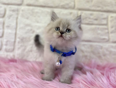 British Longhair Blue Point Kabarık Tüylü - 9825