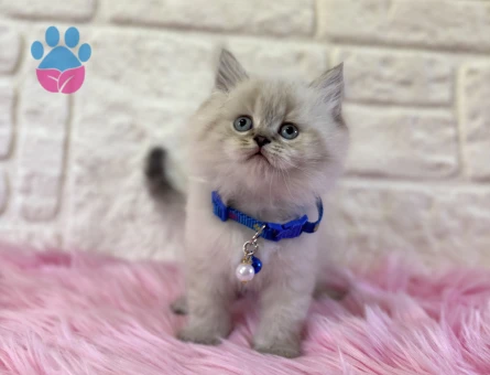 British Longhair Blue Point Kabarık Tüylü - 9825 - Görsel 3