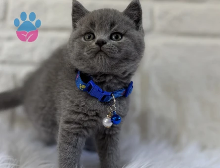 Mavi Tasmalı Gri British Shorthair - 9826 - Görsel 2
