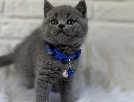Mavi Tasmalı Gri British Shorthair - 9826