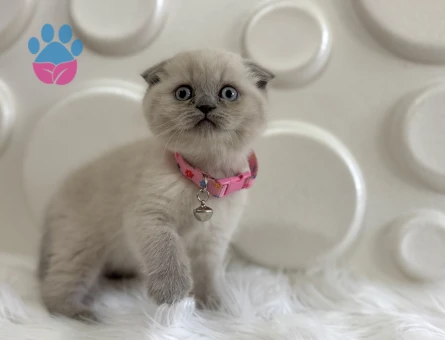 Scottish Fold Blue Point Dişi Bebeğimiz - 9827 - Görsel 3