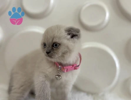 Scottish Fold Blue Point Dişi Bebeğimiz - 9827 - Görsel 2