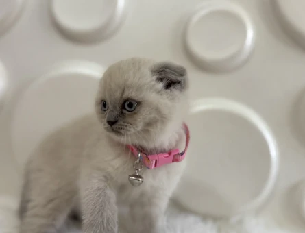 Scottish Fold Blue Point Dişi Bebeğimiz - 9827
