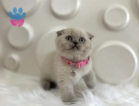 Blue Point Scottish Fold Dişi Yavrumuz - 9828 - Görsel 2