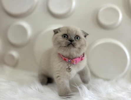 Blue Point Scottish Fold Dişi Yavrumuz - 9828