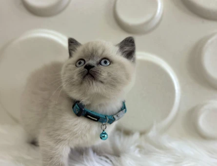British Shorthair Erkek Yavrumuz 2 Aylık - 9829