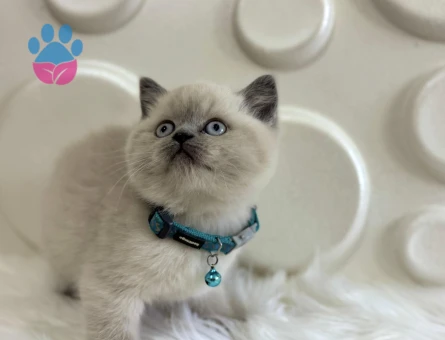 British Shorthair Erkek Yavrumuz 2 Aylık - 9829 - Görsel 3