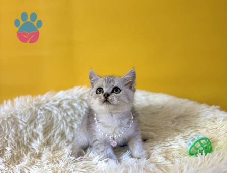 British Shorthair Silver Dişi Yavrumuz - 9830 - Görsel 2