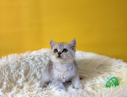 British Shorthair Silver Dişi Yavrumuz - 9830