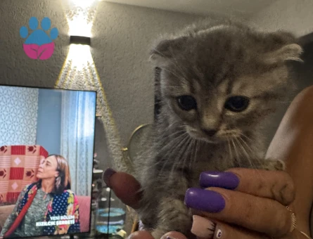 Ev ortamı scottish fold prensesimize yeni aile arıyoruz - 9831 - Görsel 2
