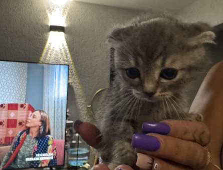 Ev ortamı scottish fold prensesimize yeni aile arıyoruz - 9831
