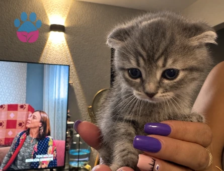 Ev ortamı scottish fold prensesimize yeni aile arıyoruz - 9831 - Görsel 3