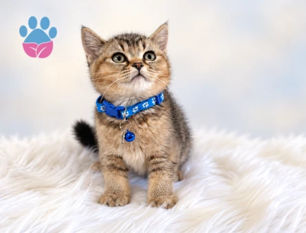 British Shorthair Black Tabby Erkek 2 Aylık - 9832