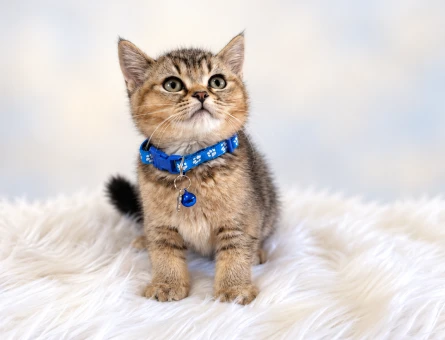 British Shorthair Black Tabby Erkek 2 Aylık - 9832