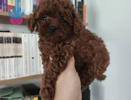 Tüy Dökmeyen Poodle bebekler - 9833