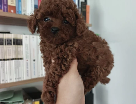 Tüy Dökmeyen Poodle bebekler - 9833