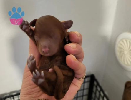 Koyu ve tek renk toy poodle yavrular rezerve ilanıdır - 9837