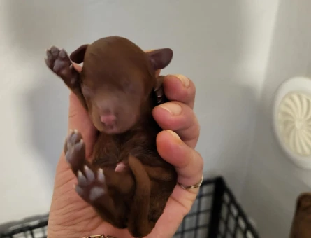 Koyu ve tek renk toy poodle yavrular rezerve ilanıdır - 9837