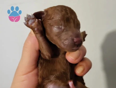 Koyu ve tek renk toy poodle yavrular rezerve ilanıdır - 9837 - Görsel 3
