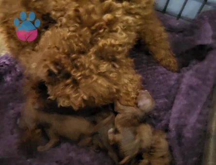 Koyu ve tek renk toy poodle yavrular rezerve ilanıdır - 9837 - Görsel 4