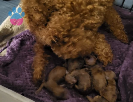 Koyu ve tek renk toy poodle yavrular rezerve ilanıdır - 9837 - Görsel 5