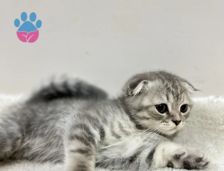 Ev Scottish Fold’undan 5 Yavrumuz Yuva Arıyor